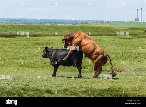 Apareamiento de la vaca fotografías e imágenes de alta resolución Alamy