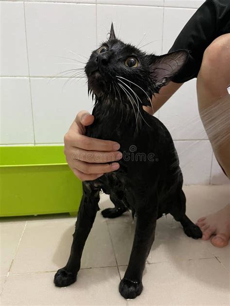 Black Cat in Bathroom. Pet Care and Bath. Wet Cat. Girl Washes Cat in ...