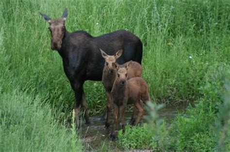 Momma Moose and her Two Calves