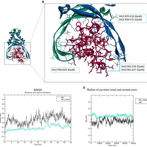 Molecular Docking And Molecular Dynamics Simulation Of Gp And Hu