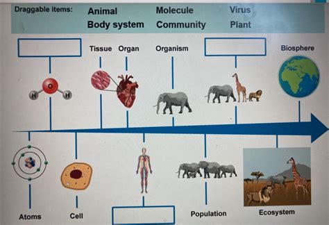 IB MYP Biology Cells Life Processes Practice Question