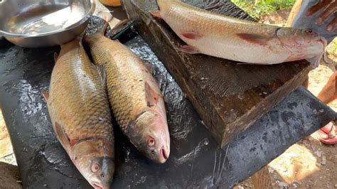 Wow Live Big Three Golden Carp Fish Cutting Fast Fish Cutting Skills