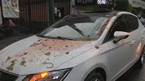 Arbolazo Cae Árbol Sobre Auto Cerca del Monumento a la Madre N