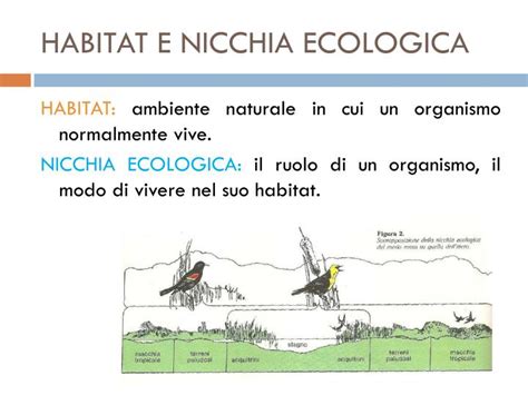 PPT GLI ECOSISTEMI NATURALI PowerPoint Presentation ID 5739007