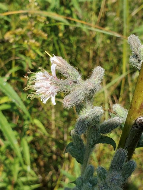 Purple Rattlesnake Root In September 2023 By Tyler Grant INaturalist