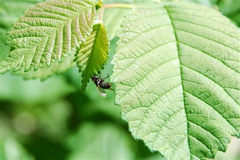 Free Images Tree Nature Branch Plant Leaf Flower Fly Green