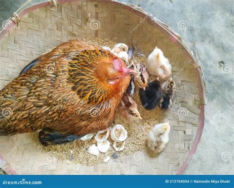 Poulet Avec Des Petits Poulets Dans Un Foin Dans Le Panier Photo Stock