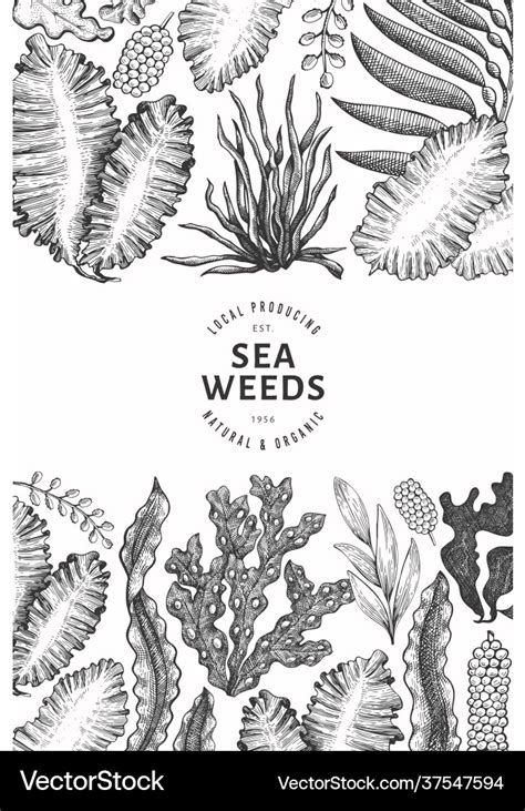 Seaweed Design Template Hand Drawn Seaweeds Vector Image