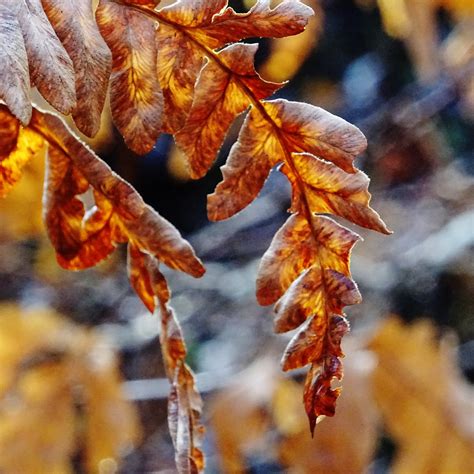 Fern Looking Close On Friday Texture In Flora Hcorper Flickr