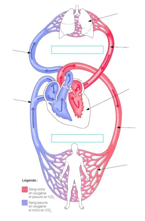 Diagramme De Le Syst Me Cardiovasculaire Quizlet