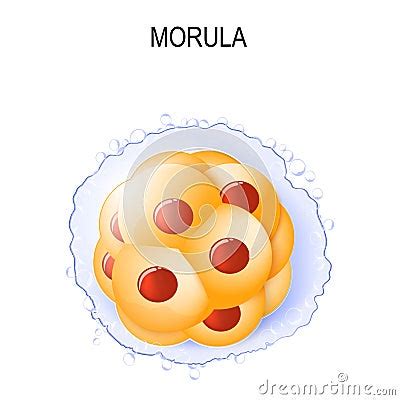 Morula Stages Of Segmentation Of A Fertilized Ovum Cartoon Vector