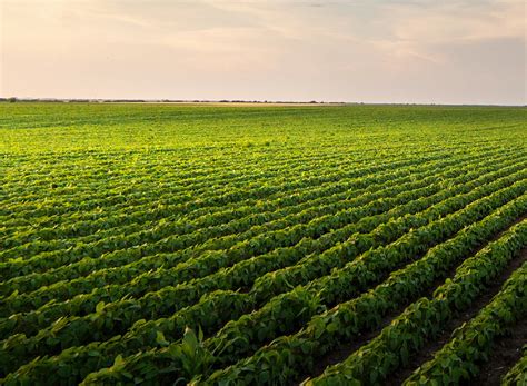 Fungicides: When to Spray | NuWay-K&H Cooperative