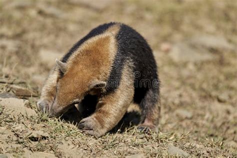 La Sureña Tamandua Tamandua Tetradactyla También Hormiguero Collared O