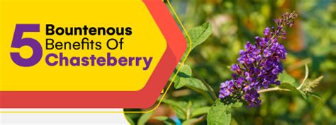 Chasteberry Charming Flower With Wholesome Health Benefits That You