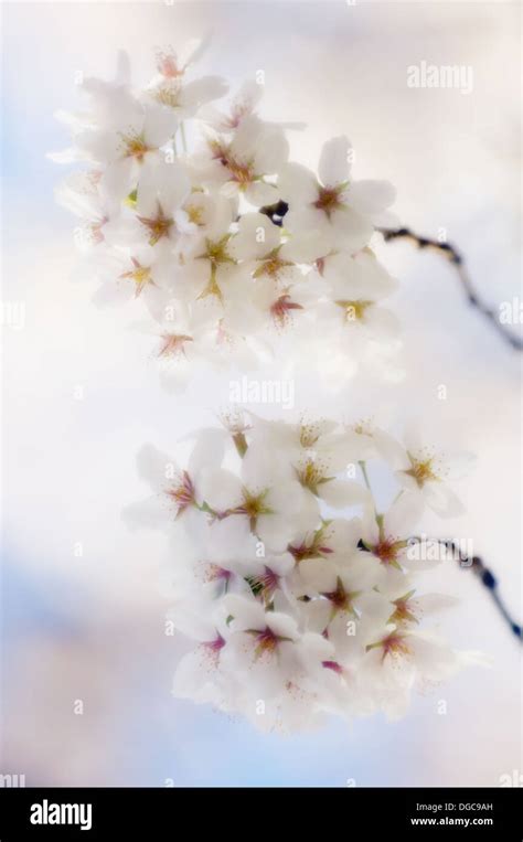 Cherry Blossom Yoshino Cherry Prunus X Yedoensis Stock Photo Alamy