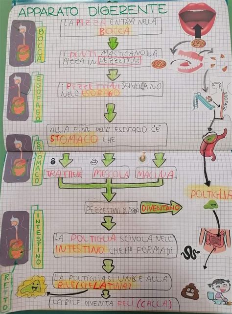 Pin Su Corpo Umano Nel Quaderni Scientifici Scienza Per Bambini