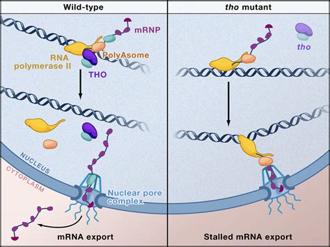 Nuclear Roadblocks For Mrna Export Cell