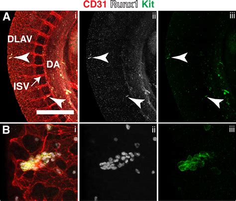 Insights Into Blood Cell Formation From Hemogenic Endothelium In Lesser