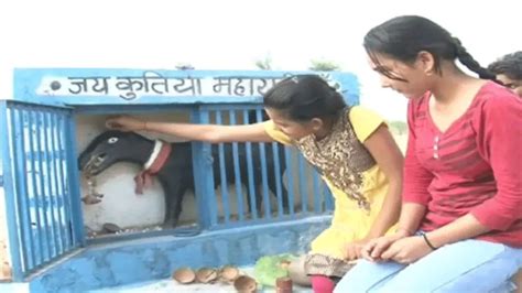 Dog Temple Photos: यूपी का अनोखा मंदिर 'जय कुतिया महारानी मां', देखिए ...