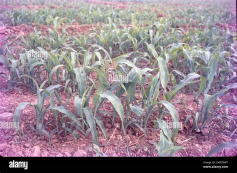 Teosinte And Maize