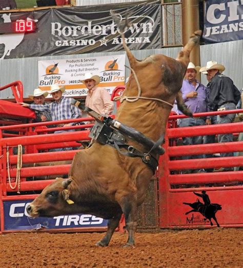 BUCKING BULL TRAINING DUMMIES – WHAT TO KNOW - Bucking Stock Talk ...