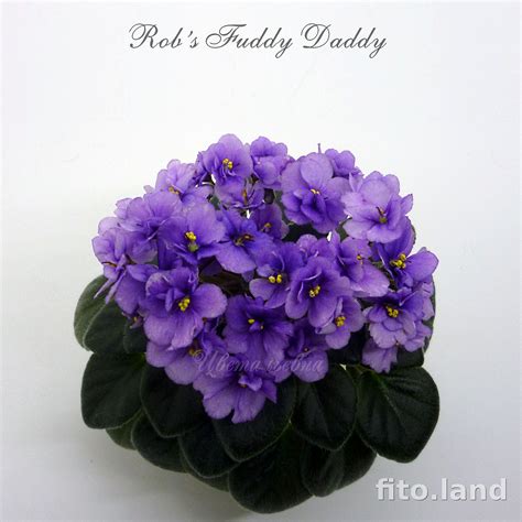 Фиалка Rob's Fuddy Duddy