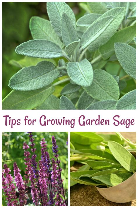 Sage Plant Care - How to Plant, Grow and Harvest Garden Sage