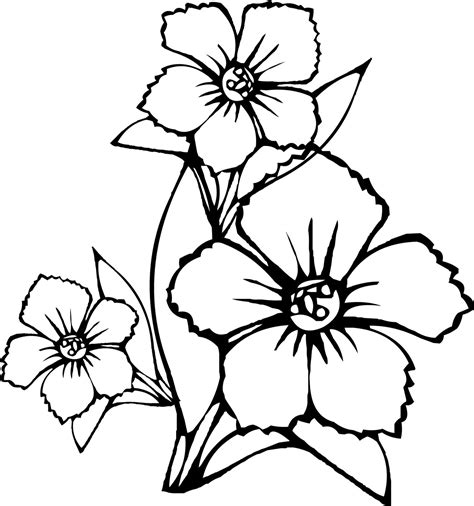 Plumeria Flower Coloring Pages at GetDrawings | Free download