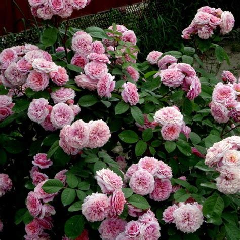 Роза букет парфе (102 фото)