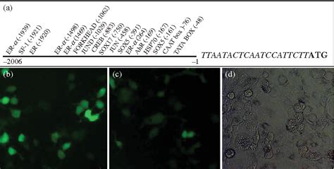 Figure 3 From Molecular Characterization And Expression Of Cyp19a Gene