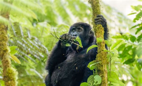 Rwanda Mountain Gorilla Trekking Adventure Days Expedition