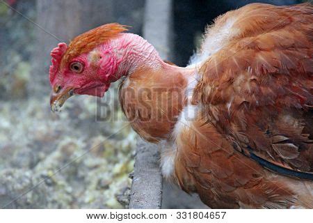 Hen Naked Neck Eating Image Photo Free Trial Bigstock