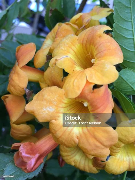 Yellow Trumpet Vine Stock Photo Download Image Now Beauty Close Up