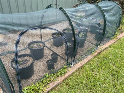 Insect Netting For Garden Bunnings Fasci Garden