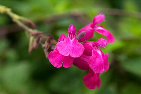 5 Sage Plant Varieties to Add to Your Garden