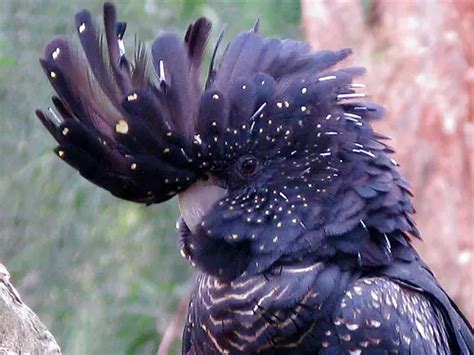 Red Tailed Black Cockatoo Calyptorhynchus Banksii Birds