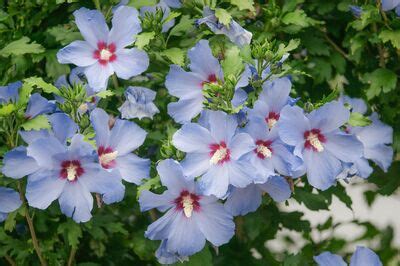 Gartenhibiskus Alle Infos Von Pflanzung Und Pflege Bis Schnitt