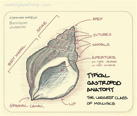 typical gastropod anatomy sketchplanations