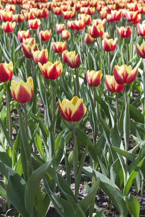 Rabatt av gula ringblommor fotografering för bildbyråer Bild av 44196019