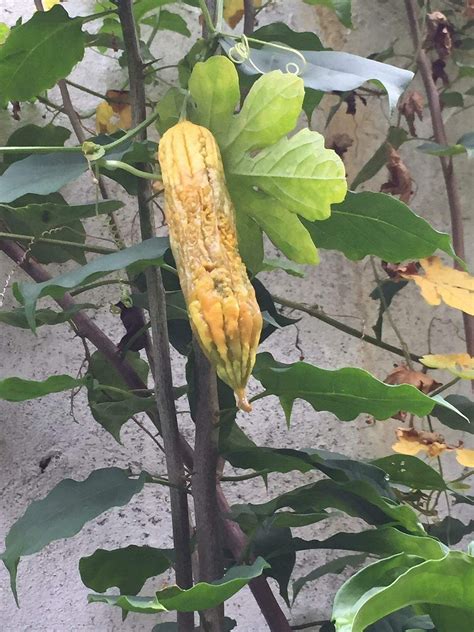 Root Awakening Papaya Fruit Must Be Picked Upon Maturity The Straits