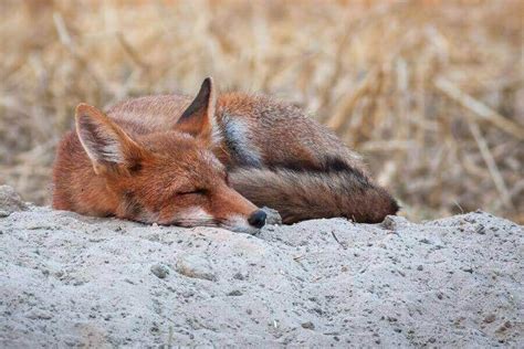 How & Where Do Foxes Sleep? All About Fox Sleeping Behavior