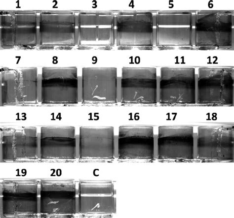 Biofilm formation at 4°C by the 20 S. liquefaciens strains. Shown are ...