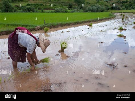 Woman Farmer Planting Rice Shoots In Flooded Rice Paddy Shan Hills