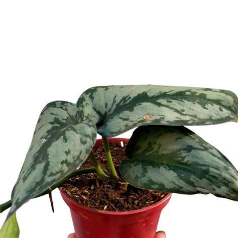 Silver Satin Pothos - Unbeleafable