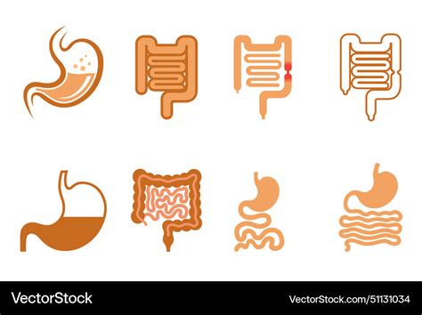 Gut Stomach Intestine Gastrointestinal Royalty Free Vector