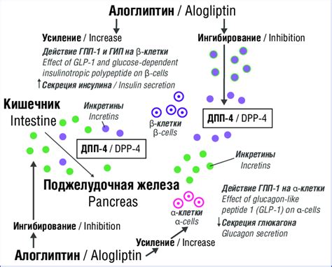 Mechanism Of Action Of Alogliptin Download Scientific Diagram