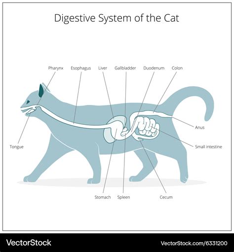 Cat Anatomy Digestive System Diagram