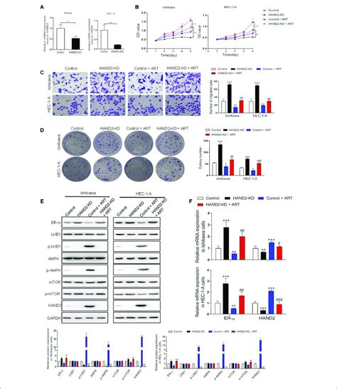 Artesunate ART Inhibited The Proliferation Of Ishikawa And HEC 1 A