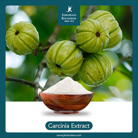 Manufacturer of Garcinia Cambogia Extract