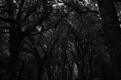 wallpaper forest, trees, dark, bw HD : Widescreen : High Definition ...